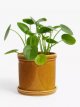 Classic Glazed Stoneware Planter, Honey