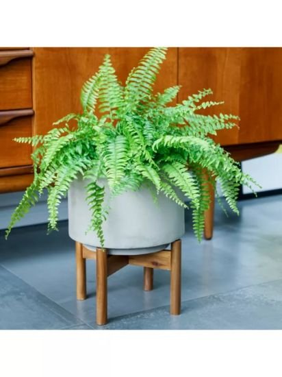 Concrete Indoor Plant Pot with Wood Stand, 22cm, Cement